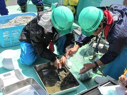 海底土の採取