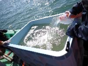 表層海水の採取